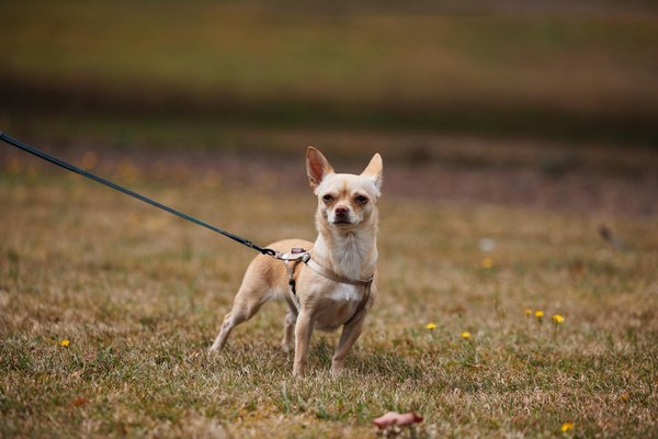 Is a Standard Tropical Aquarium Ideal for Your Pet Axolotl?