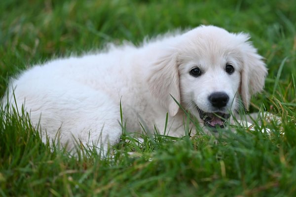 How to Effectively Deter Badgers from Wreaking Havoc in Your Garden?