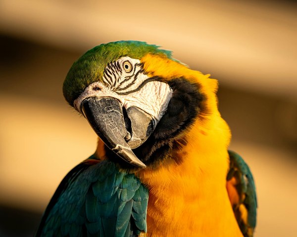 Essential Tips for Car Travel with an Anxious Shar Pei: Ensuring Safety and Comfort